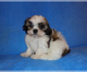 Shih Tzu Puppy for sale in WILDWOOD, FL, USA