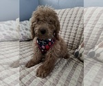 Small Photo #6 Goldendoodle (Miniature) Puppy For Sale in DURHAM, CT, USA