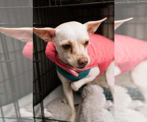 Chihuahua-Unknown Mix Dogs for adoption in Visalia, CA, USA