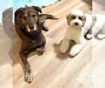 Small #3 Labrador Retriever Mix