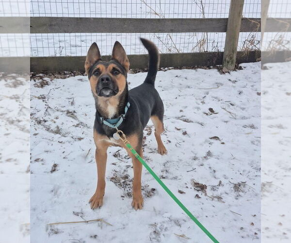 Medium Photo #4 American Pit Bull Terrier-German Shepherd Dog Mix Puppy For Sale in Techny, IL, USA