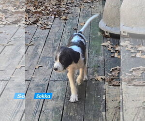 Sokka - Male Mutt Dog for Adoption - Photo #4