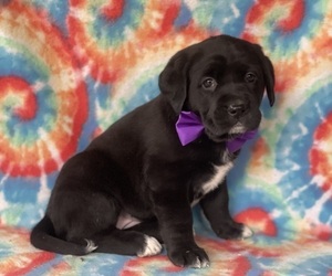 Labrador Retriever-Saint Bernard Mix Puppy for sale in LANCASTER, PA, USA