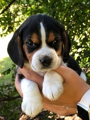 Beagle Puppy for sale in PENOKEE, KS, USA