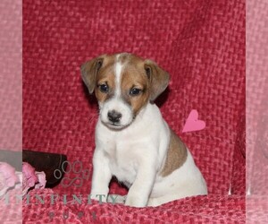 Jack Russell Terrier Puppy for sale in KIRKWOOD, PA, USA
