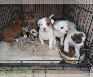 American Pit Bull Terrier-Labrador Retriever Mix Puppy for sale in LAS CRUCES, NM, USA