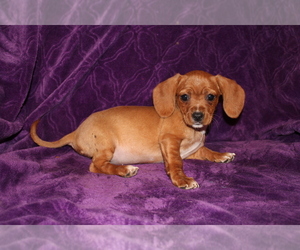 Dachshund Puppy for sale in BLOOMINGTON, IN, USA