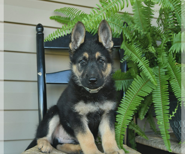 Medium Photo #7 German Shepherd Dog Puppy For Sale in DAVENPORT, FL, USA