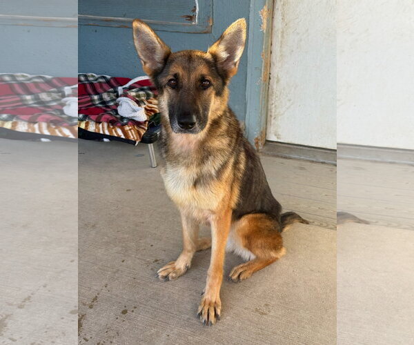 Medium Photo #1 German Shepherd Dog-Unknown Mix Puppy For Sale in Emmett, ID, USA