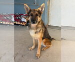 Kya - Female German Shepherd Dog-Unknown Mix Dog for Adoption - Small photo