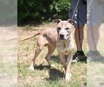 Small #1 Mutt