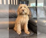 Small #2 Goldendoodle