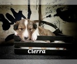 Puppy Cierra Shetland Sheepdog