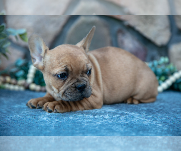 Medium Photo #3 French Bulldog Puppy For Sale in MILLERSBURG, OH, USA