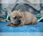 Small #2 French Bulldog