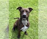 Small #1 Staffordshire Bull Terrier