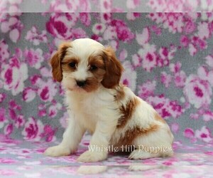 Cavapoo Puppy for sale in DENVER, PA, USA