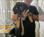 Small #3 Labrador Retriever Mix