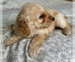 Small Photo #19 Goldendoodle (Miniature) Puppy For Sale in PENSACOLA, FL, USA