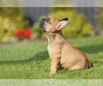 Small #2 French Bulldog