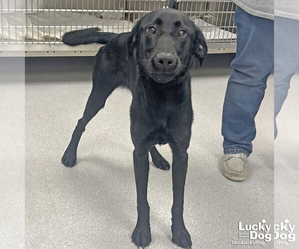 Medium Photo #3 Labrador Retriever-Retriever  Mix Puppy For Sale in Washington, DC, USA