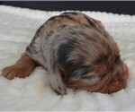 Puppy Puppy 1 Cavalier King Charles Spaniel