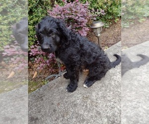 Bernedoodle Puppy for sale in AND, SC, USA