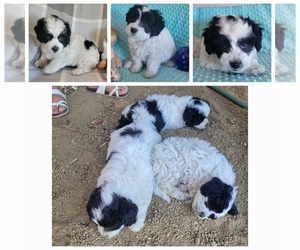 Miniature Australian Shepherd-Poodle (Toy) Mix Puppy for Sale in JACKSONVILLE, Oregon USA