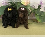 Small Photo #2 Poodle (Toy) Puppy For Sale in WINSTON SALEM, NC, USA
