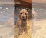 Puppy Brave Goldendoodle