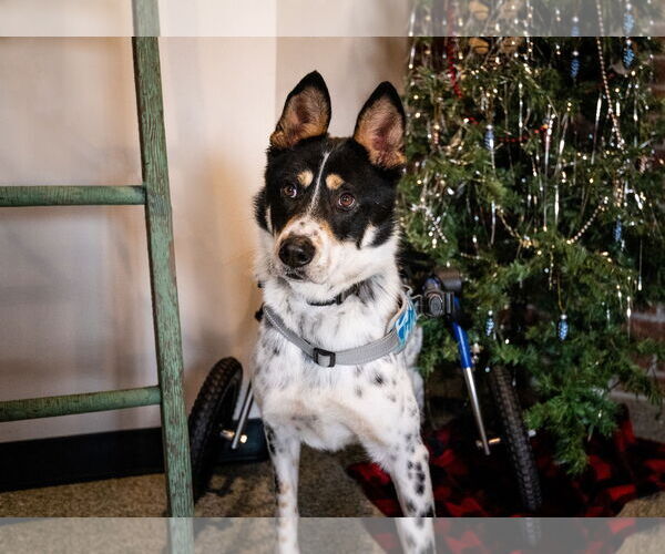 Medium Photo #8 Mutt Puppy For Sale in St. Louis Park, MN, USA