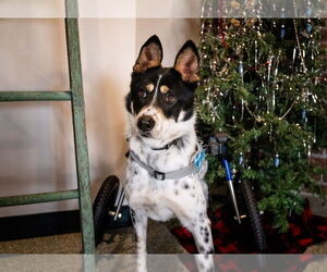 Galleta - Male Mutt Dog for Adoption - Photo #8