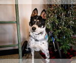 Small #7 Mutt