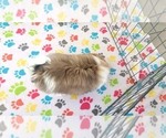 Small #2 Japanese Chin