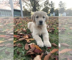 Golden Retriever Puppy for Sale in WORCESTER, Massachusetts USA