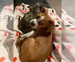 Small #13 Boxer Mix