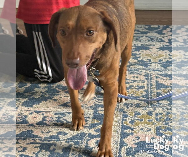 Medium Photo #7 Mutt Puppy For Sale in Washington, DC, USA