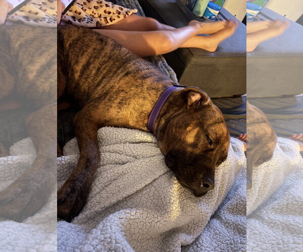 Medium Photo #2 Bullboxer Pit Puppy For Sale in Oakhurst, NJ, USA