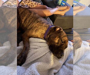 Ellie - brindle boxer beauty - Female Bullboxer Pit Dog for Adoption - Photo #2