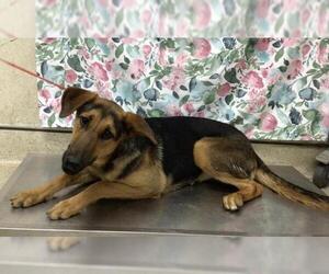 German Shepherd Dog Dogs for adoption in Riverside, CA, USA