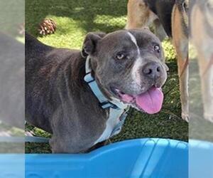 Mutt Dogs for adoption in Downey, CA, USA