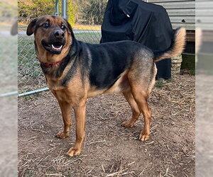 Kobe - Male Mutt Dog for Adoption - Photo #2
