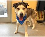 Small #2 Siberian Husky Mix