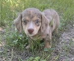 Puppy DJ Cocker Spaniel