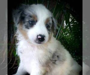 Australian Shepherd Puppy for sale in LINDEN, TN, USA