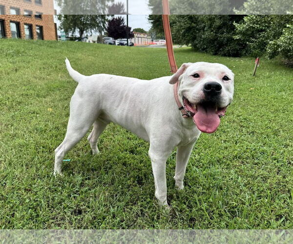 Medium Photo #3 American Bulldog-Unknown Mix Puppy For Sale in Millersville, MD, USA