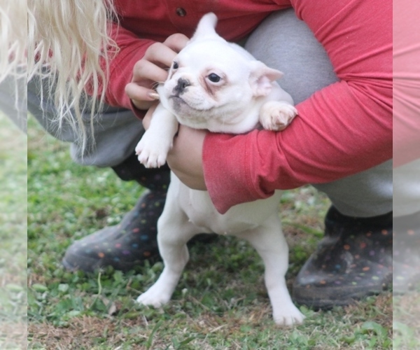 Medium Photo #12 French Bulldog Puppy For Sale in GRAVETTE, AR, USA