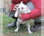 Small Photo #12 French Bulldog Puppy For Sale in GRAVETTE, AR, USA