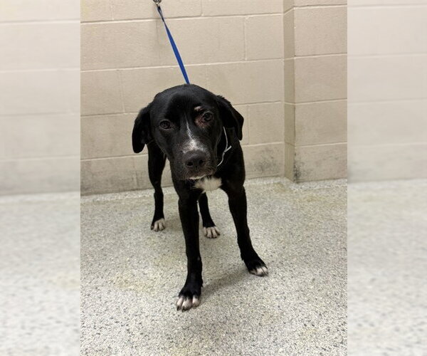 Medium Photo #1 Labrador Retriever-Unknown Mix Puppy For Sale in Conroe, TX, USA