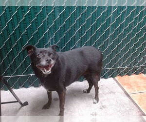 Medium Chihuahua Mix